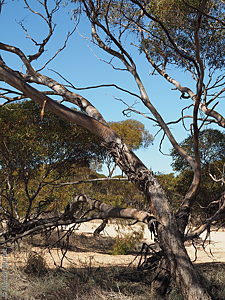 Eucalyptus brachycalyx p Denzel Murfet Warramboo